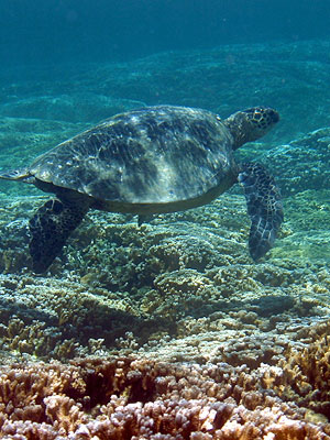 An Underwater Photograph of an Endangered Hawaiian Green Sea Turtle.