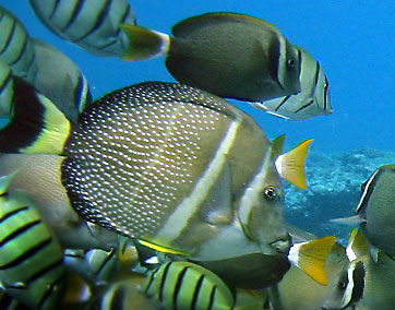 Whitespotted Surgeonfish