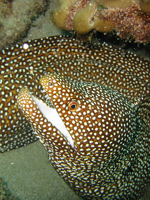 Whitemouth moray eel. Whitemouth morays are among the most commonly seen eels in Hawaii.