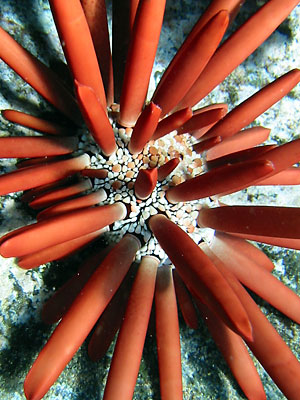 A large red fingered slate pencil urchin (ina ula) on the rocks.