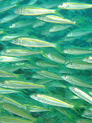 A school of yellow goat fish.