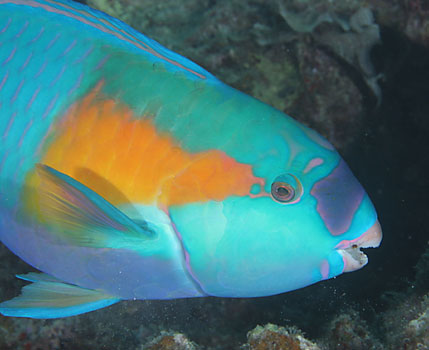A bullet head parrot fish.