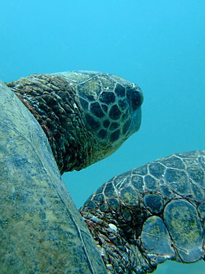 Giant Green Sea Turtle in Kauai, Hawaii.