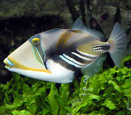 Picasso triggerfish (Rhinecanthus aculeatus). Not photographed in Hanauma Bay. Photographed by Adrian Pingstone in December 2005 and released to the public domain.