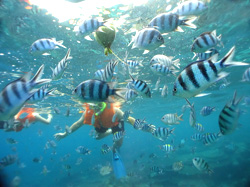 Playing with reef fish.